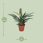 Detailfoto van Bromelia Ananas