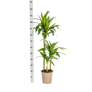 Dracaena Deremensis Lisa