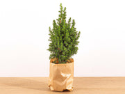 Mini-kerstboom - Chamaecyparis
