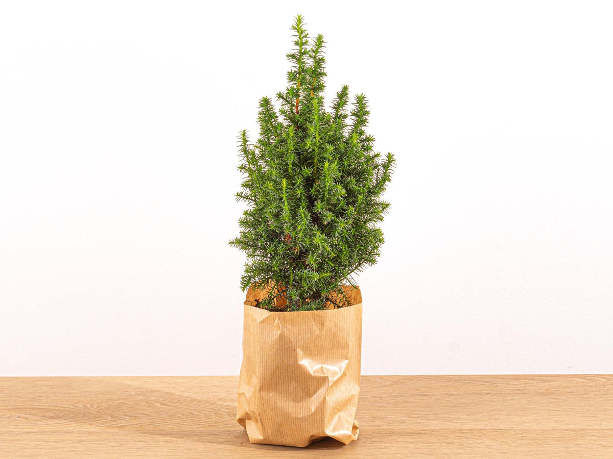 Productafbeelding van Pureplant