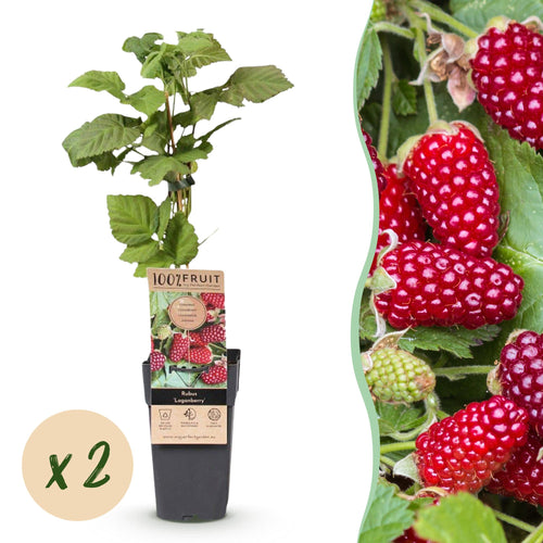 2x Braamboos Loganberry (doornloos), plant in pot