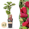 2x Braamboos Loganberry (doornloos)