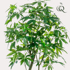 Productafbeelding van Pureplant