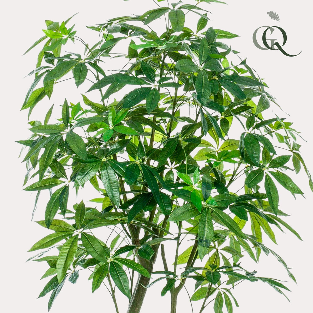 Productafbeelding van Pureplant