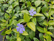 Vinca minor &