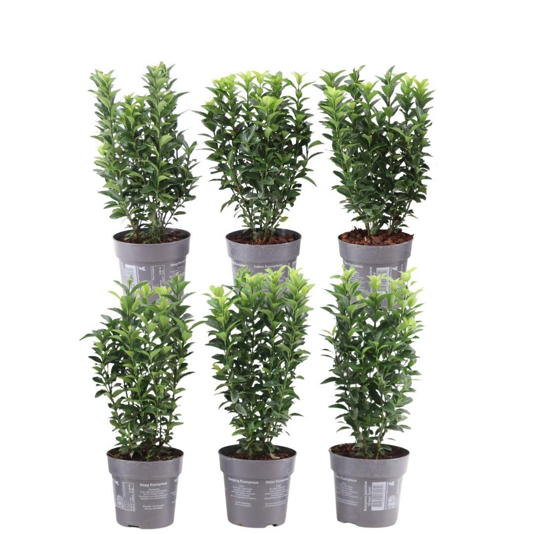 Productafbeelding van Pureplant