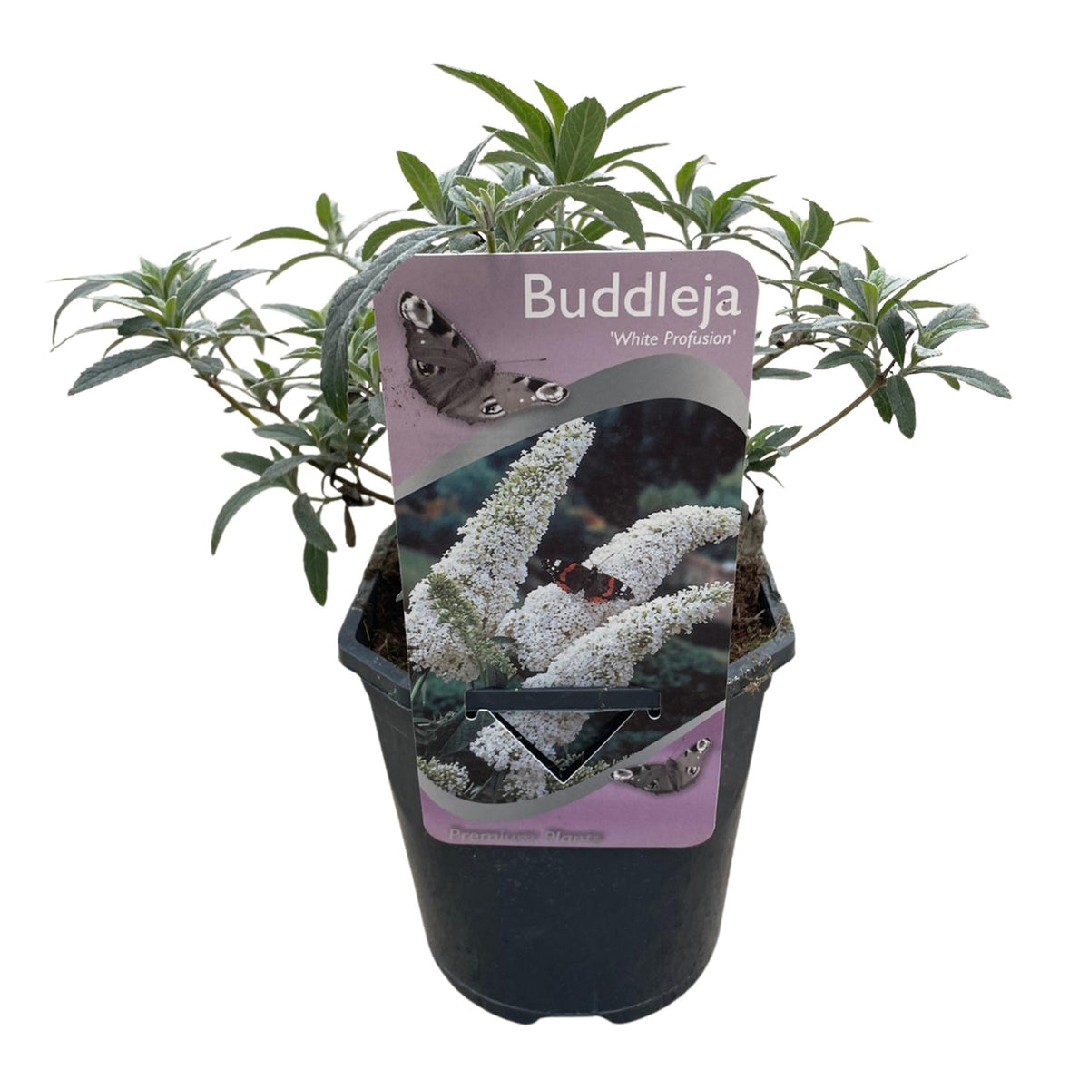 Buddleja davidii White Profusion, kenmerkend blad
