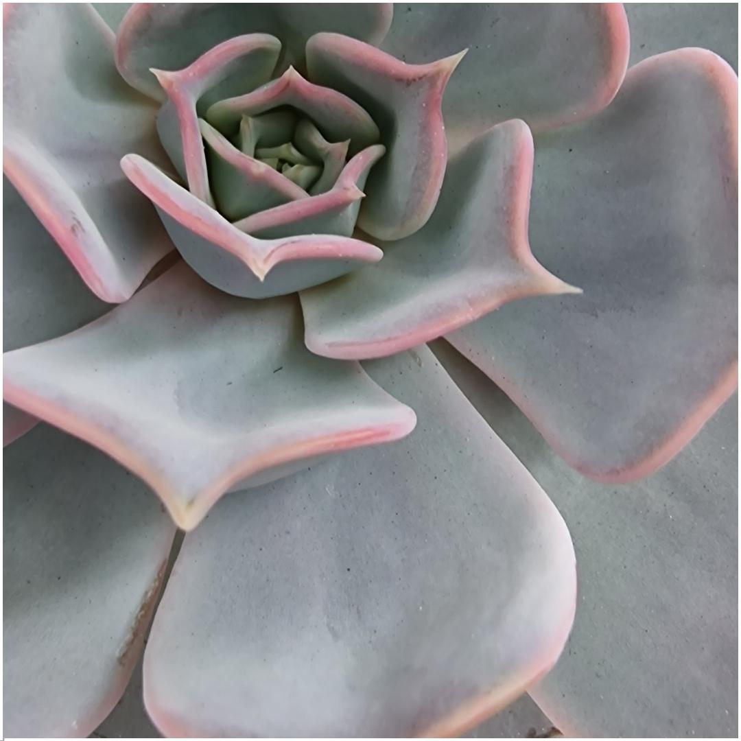 ROOTLESS Succulent Echeveria Lilacina in schaal 'zwart', detail van het blad