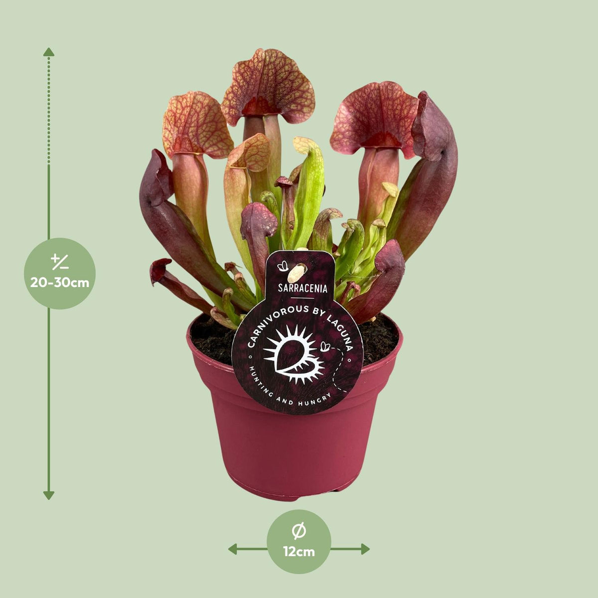 Detailfoto van Sarracenia Catesbaei