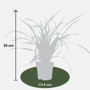 Carex morrowi &
