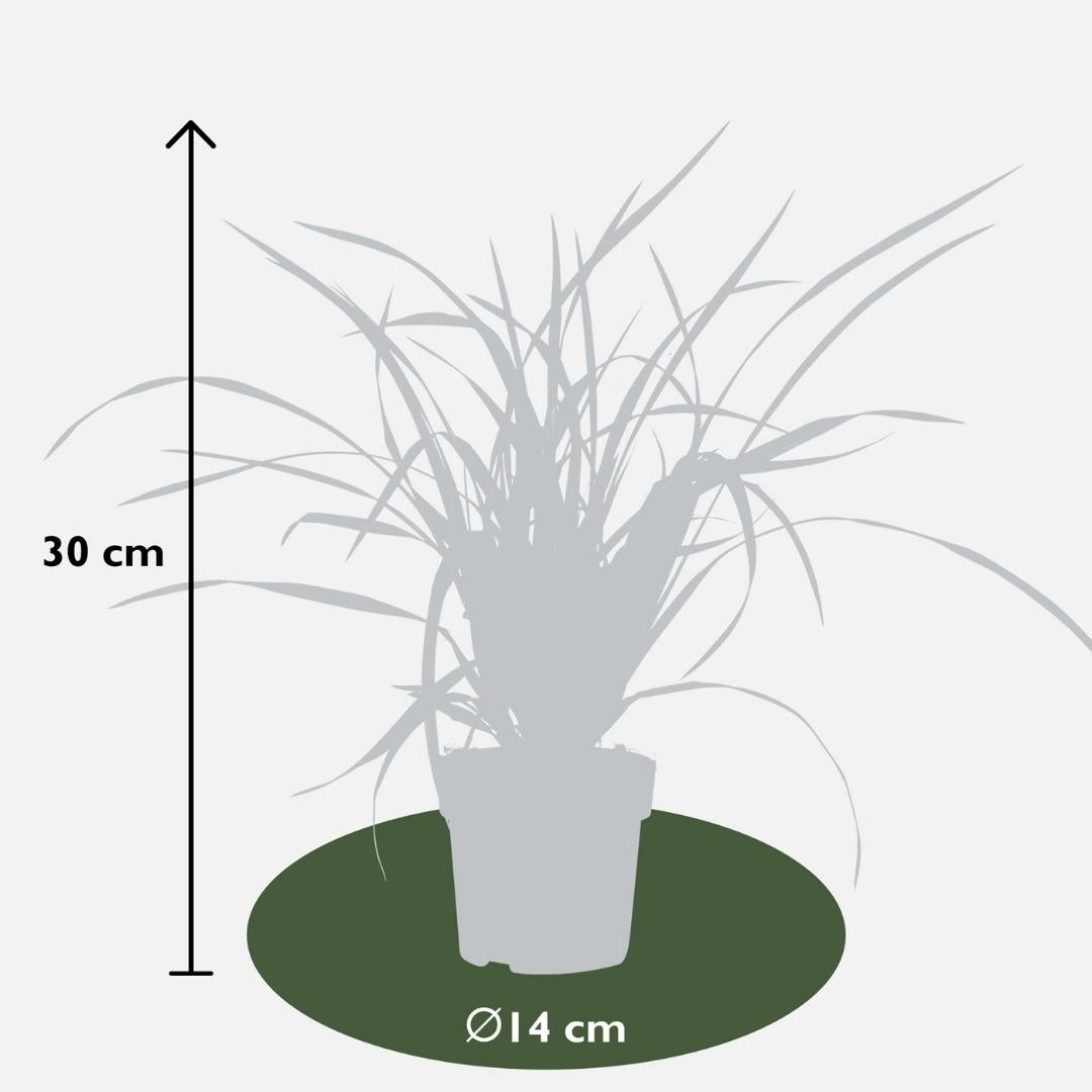 Carex morrowi 'Irish Green', kenmerkend blad