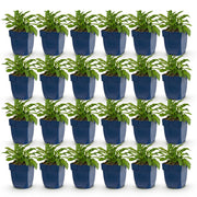 Perzikbladklokje Campanula Duo, blauw en wit, 24 stuks
