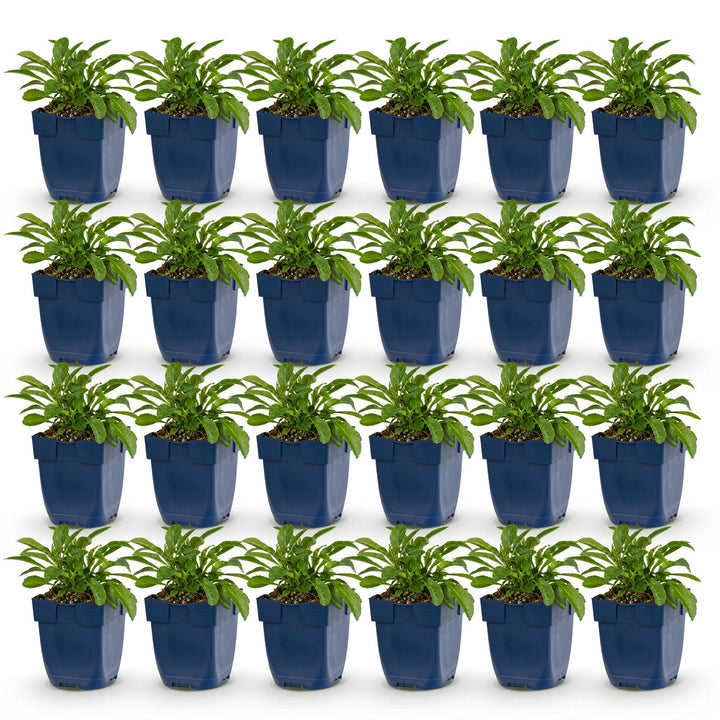 Perzikbladklokje Campanula Duo, blauw en wit, 24 stuks