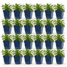 Perzikbladklokje Campanula Duo, blauw en wit, 24 stuks
