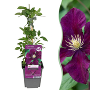 Clematis &