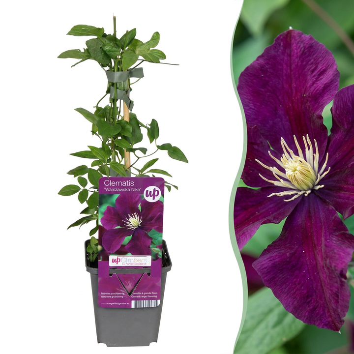Clematis &