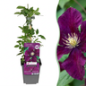 Clematis 'Warszawska Nike' - paarsrode bosrank - set van 2