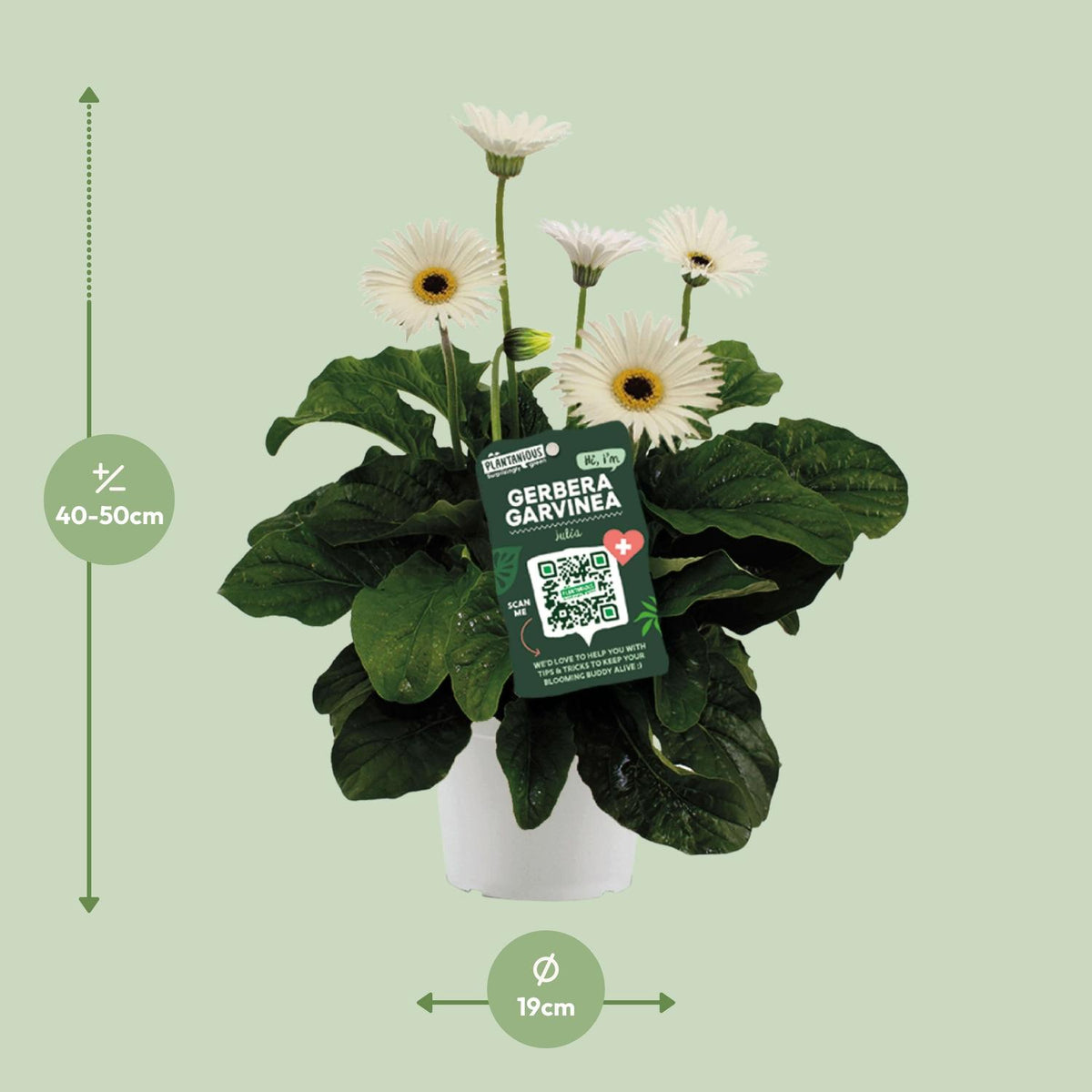 Garvinea Gerbera Wit, kenmerkend blad