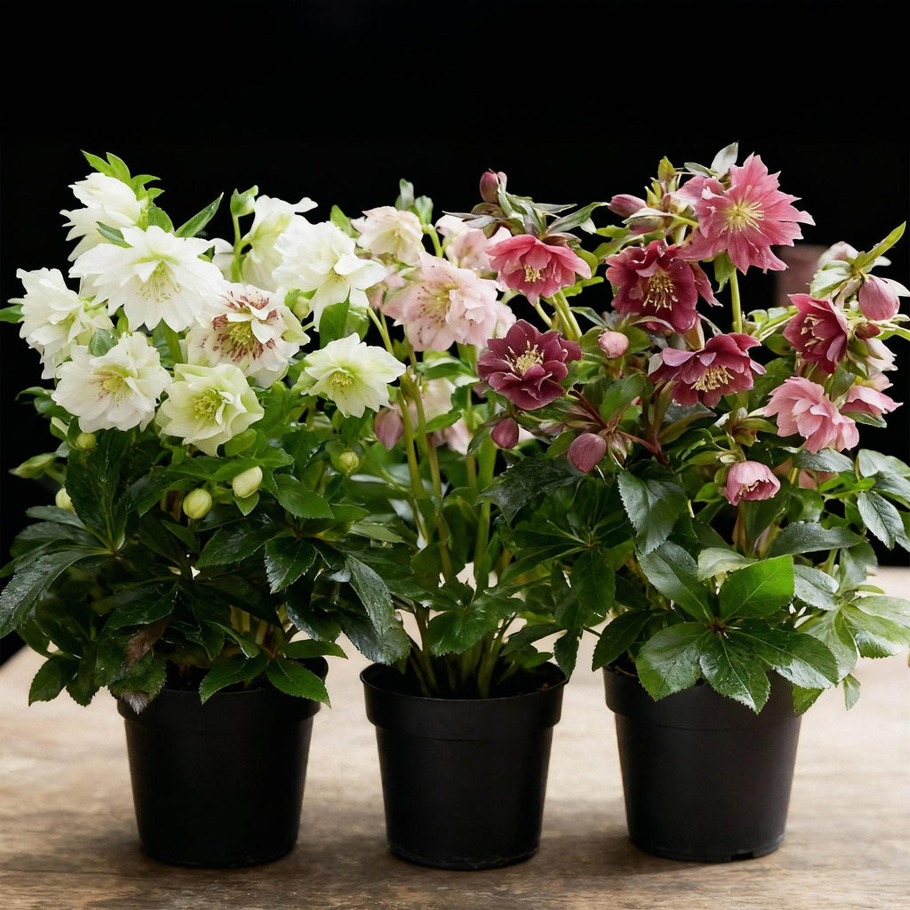 Lenten Rose, plant in pot