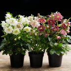 Lenten Rose, plant in pot