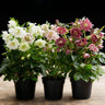 Lenten Rose