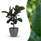 Rubberplant (Ficus Elastica Cloe) met grijze pot, detail van het blad