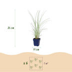 Prachtriet Miscanthus Morning Light met pluim