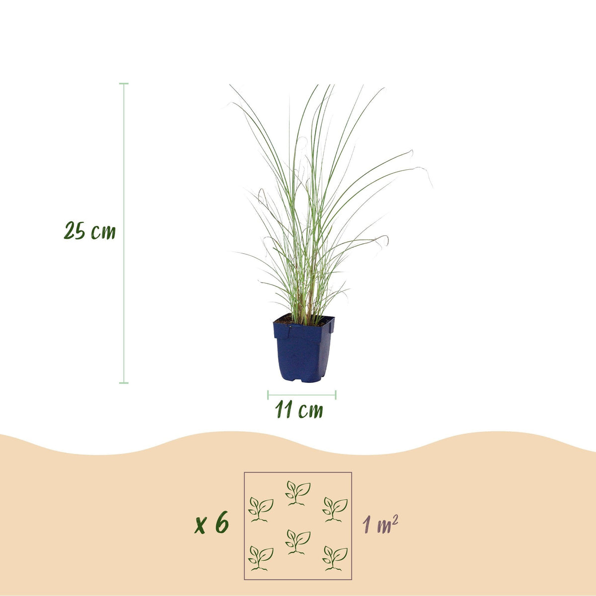 Prachtriet Miscanthus Morning Light met pluim