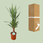 Yucca, kenmerkend blad