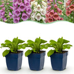 Vingerhoedskruid 'Tricolour', roze-paars-wit, decoratieve plant