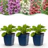 Digitalis Tricolour - Vingerhoedskruid - Schaduw - Roze - Paars - Wit - 6 Planten
