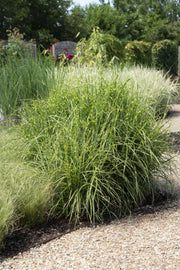 Miscanthus sinensis Strictus