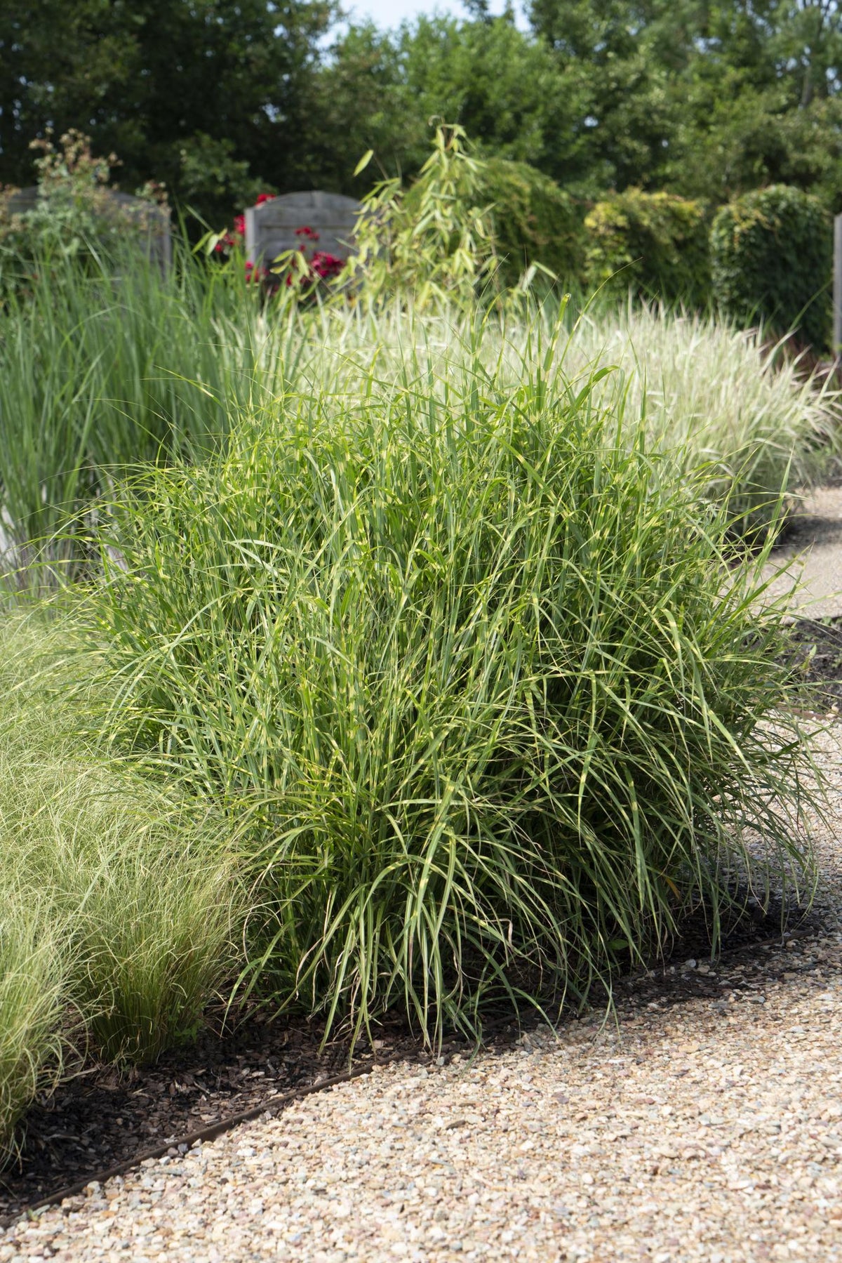 Miscanthus sinensis Strictus, kenmerkend blad