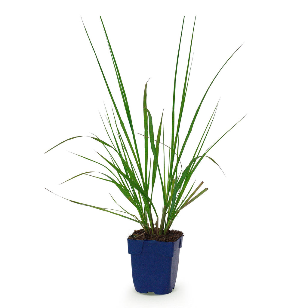 Lampenpoetsersgras Pennisetum 'Black Beauty', met pluim, sierlijke plant