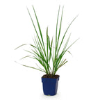 Lampenpoetsersgras Pennisetum 'Black Beauty', met pluim, sierlijke plant