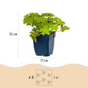 Geranium macrorrhizum - Ooievaarsbek - Bodembedekkend - Roze - 6 Planten