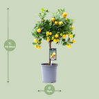 Citrus Calamondin, kenmerkend blad
