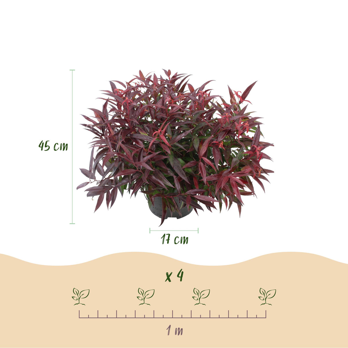 Leucothoe Burning Love, groeiwijze van de plant