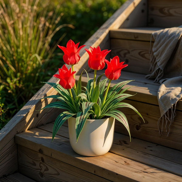 Tulp Greigii Red