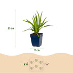 Lampenkruid Liatris spicata paars