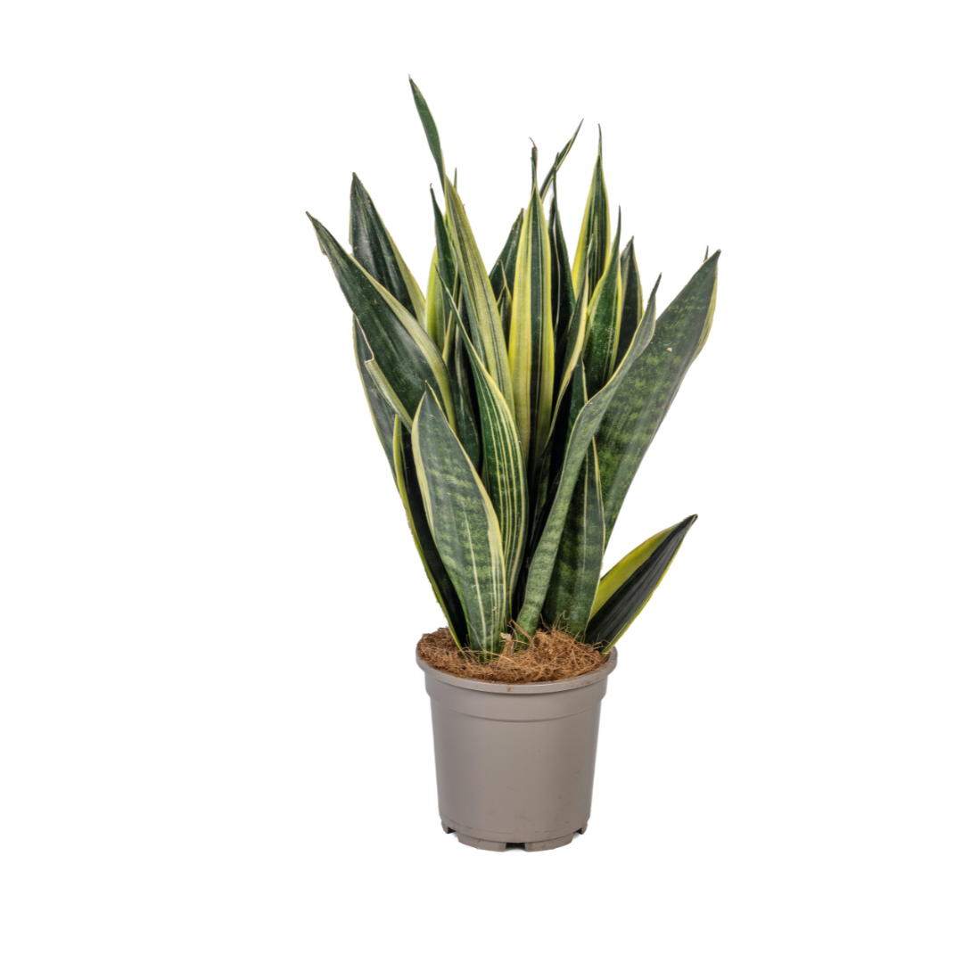 Sansevieria Trifasciata Canary, plant in pot