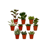 Succulenten mix, pot 5,5 cm