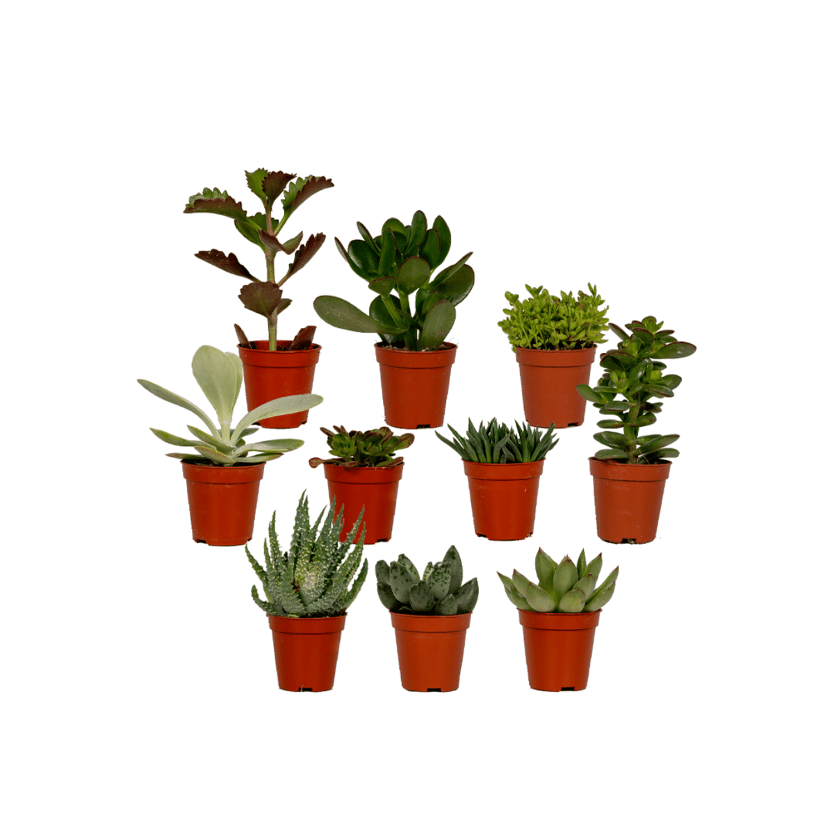 Productafbeelding van Pureplant