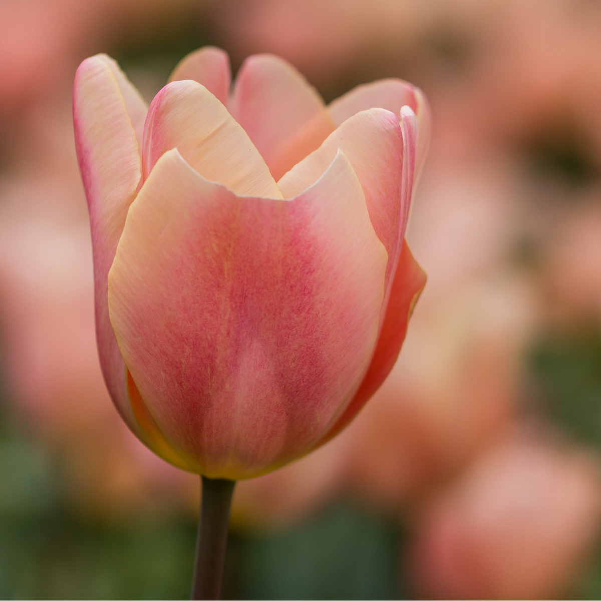 Tulpenbollen Apricot Foxx, zalmroze tulp, 20 stuks, kenmerkend blad