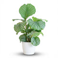 Calathea Orbifolia met witte pot, detail van het blad