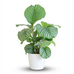 Calathea Orbifolia met witte pot, detail van het blad