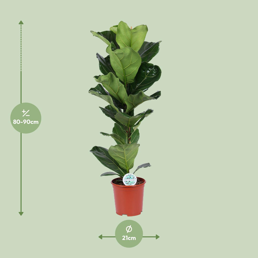 Detailfoto van Ficus Lyrata