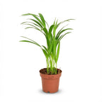Areca Dypsis Lutescens Goudpalm, groene bladeren