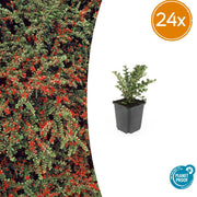 Cotoneaster horizontalis