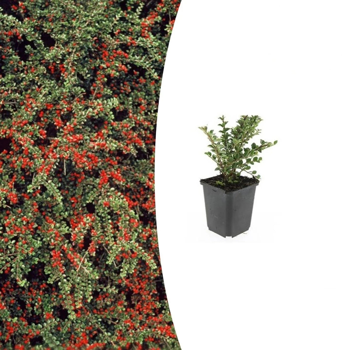 Cotoneaster horizontalis, kenmerkend blad